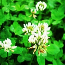 Семена сидерат клевер белый 100гр, Поиск 
