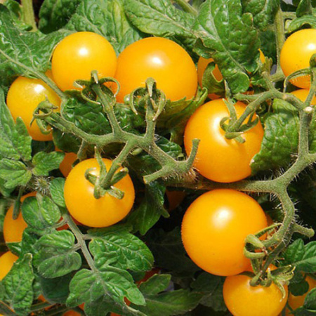 Семена томат Оранжевая шапочка, Поиск 