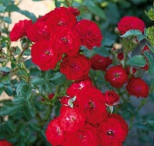 Роза миниатюрная Менди с5, Tim 