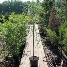 Ива пурпурная  "Пендула"  160см с5 