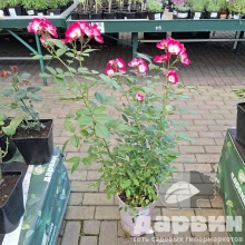 Роза гибрид мускусный Букаву C7 YP 