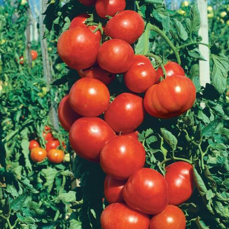 Семена томат Денежный мешок 0,1г Аэлита 