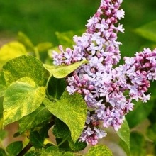 Сирень обыкновенная Аукубафолия c3 h40-60 