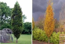 Береза повислая Фастигиата v10 125-150 Tw 