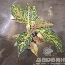 Аглаонема колор стар микс д12 х35