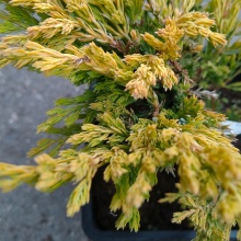 Можжевельник горизонтальный Лаймглоу v2 Lav по цене  Можжевельник горизонтальный Лаймглоу v2 Lav