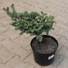 Растение пихта корейская Блю Имперор С7,5 BL 