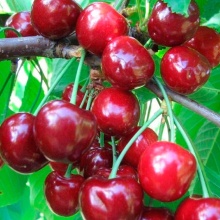 Черешня Теремошка 80-100 Tim 