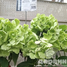 Гортензия крупнолистная Шнеебол v3 Tim 