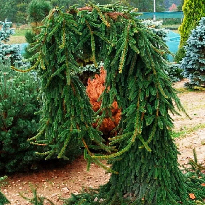 Растение ель обыкновенная Богемика пендула с2-3 2-летка Yos 