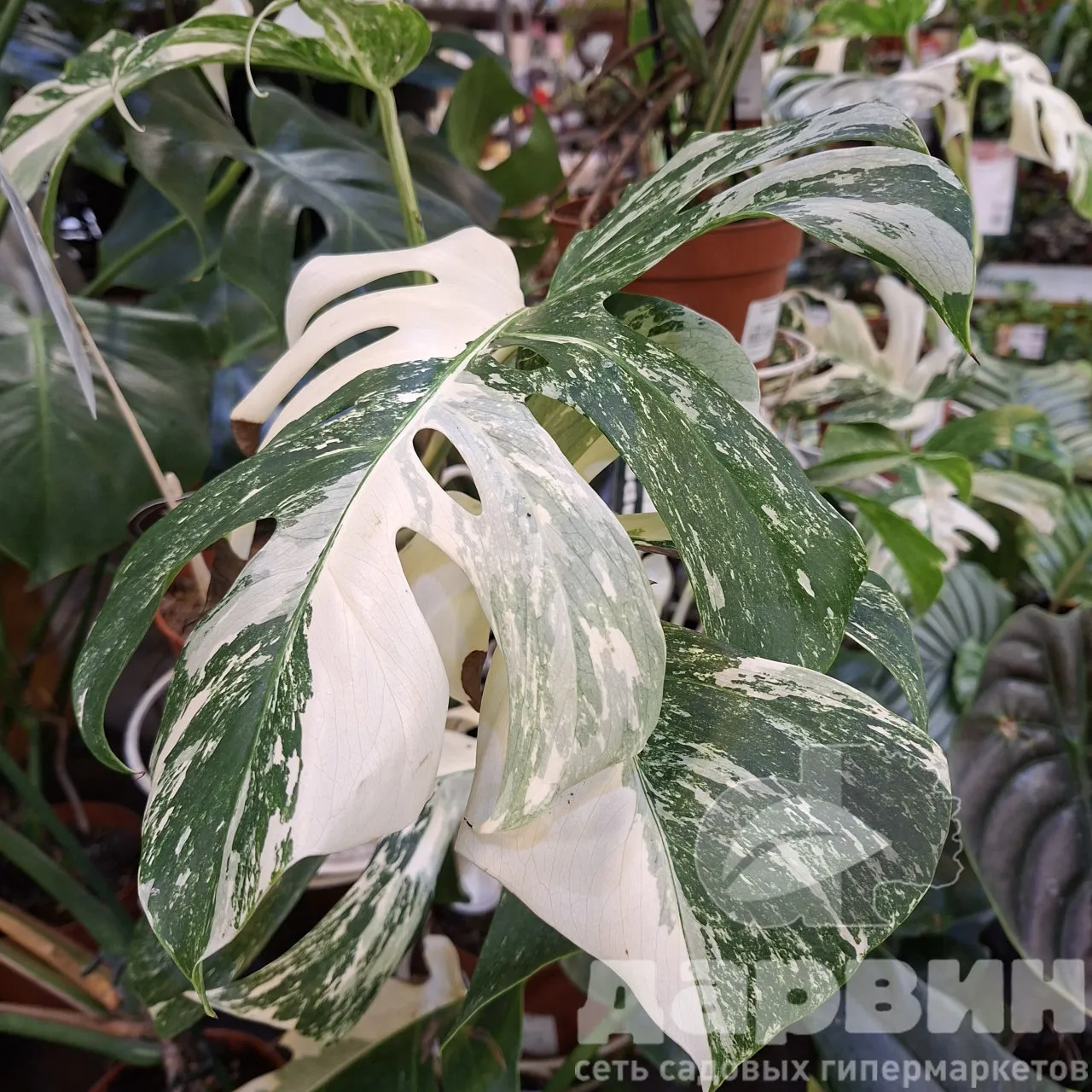 Монстера Делициоза вариегата d15 h45 