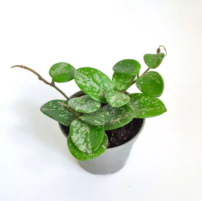 Хойя Матильда Сплеш d9 h5 