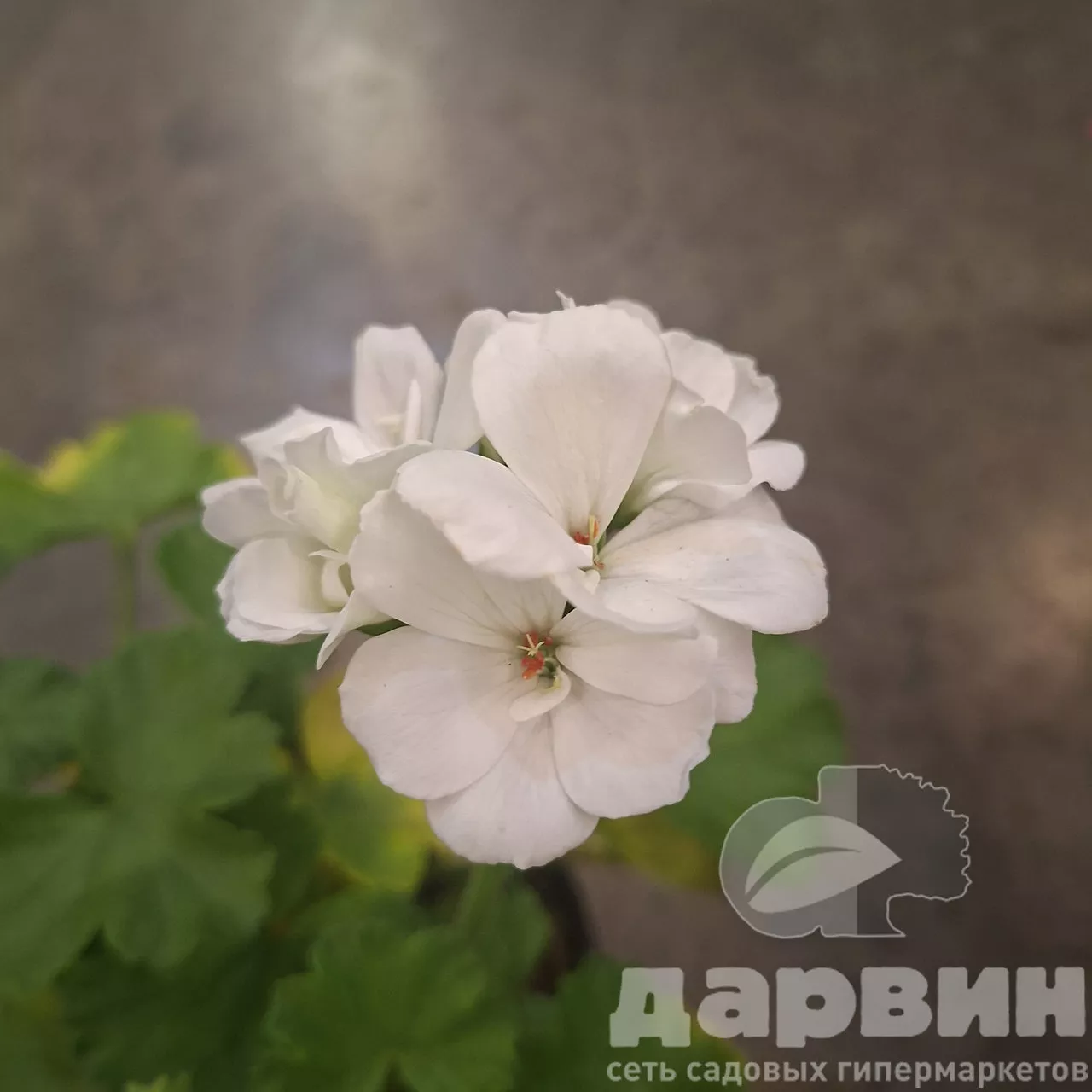 Пеларгония зональная серия Кастелло d12 Tim 