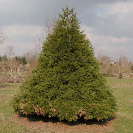 Секвойядендрон гигантский Вон Мартин v5 h30-40 Mt 