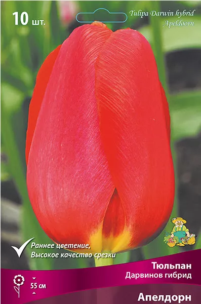 Луковица тюльпан Дарвинов гибрид Апелдорн 11/12 красный 10шт Поиск 