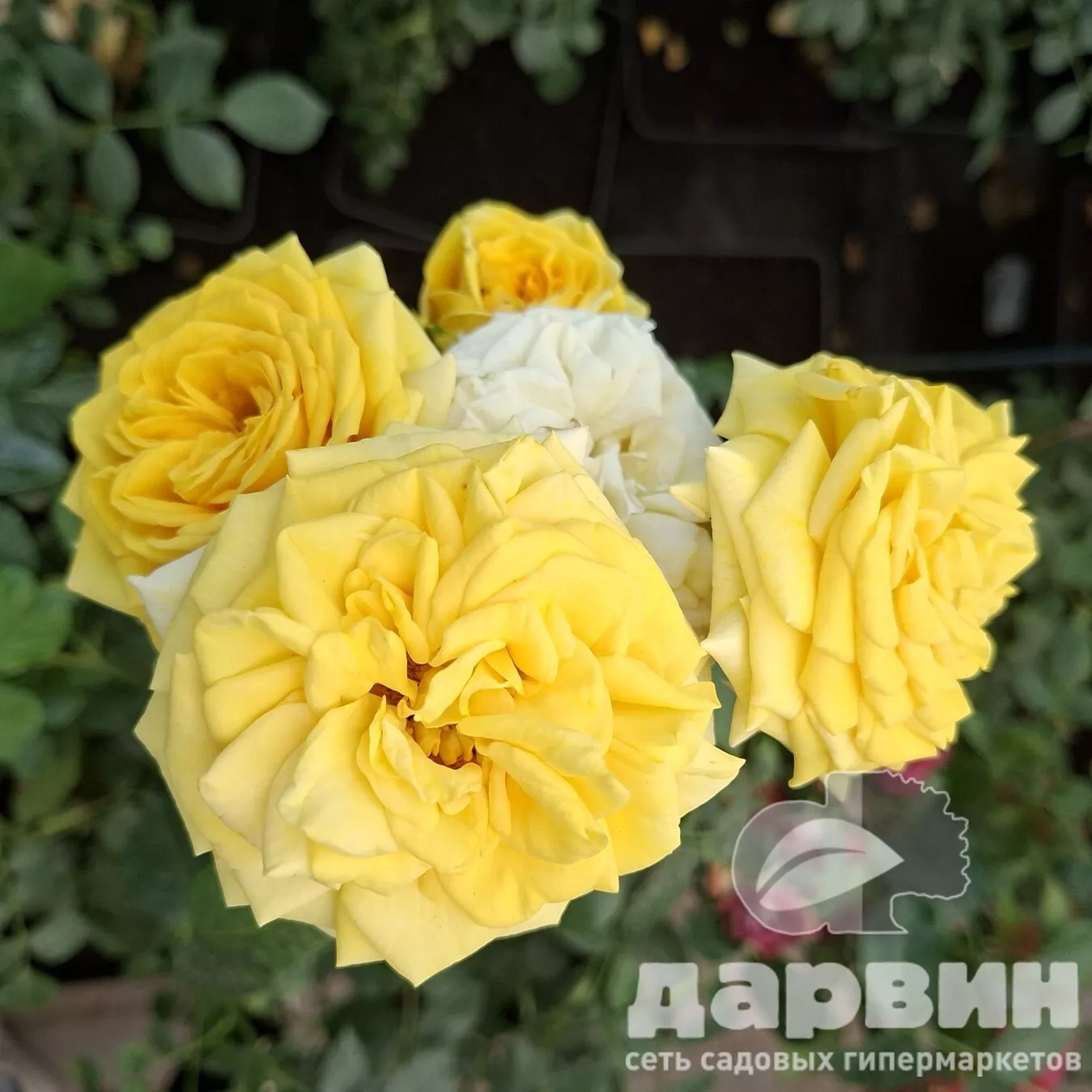 Роза спрей Фикшин v5 Lav 