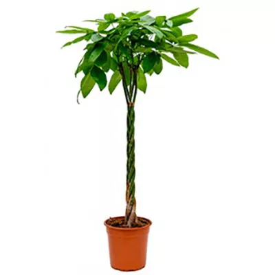 Пахира Акватика d35 h200 