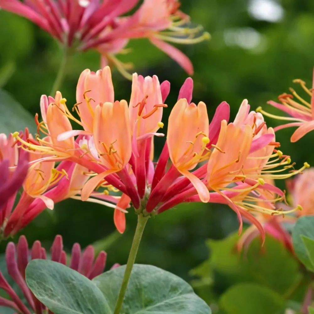 Жимолость гекротта Голдфлейм v2 Lav 