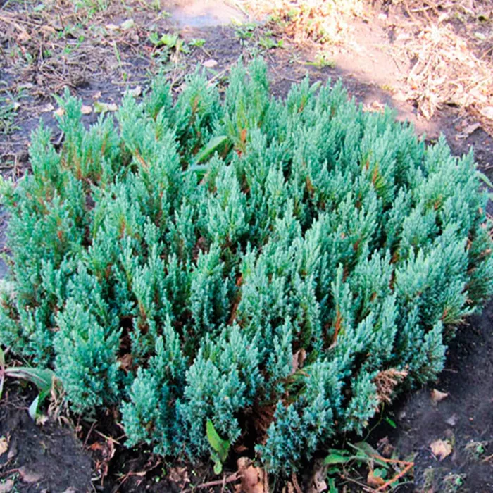 Растение можжевельник горизонтальный Blue Forest C2/3 20-30 Bor 2017 