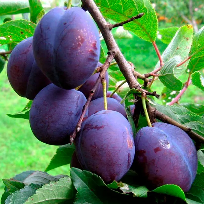 Слива  Тульская черная  в коробке Tim 