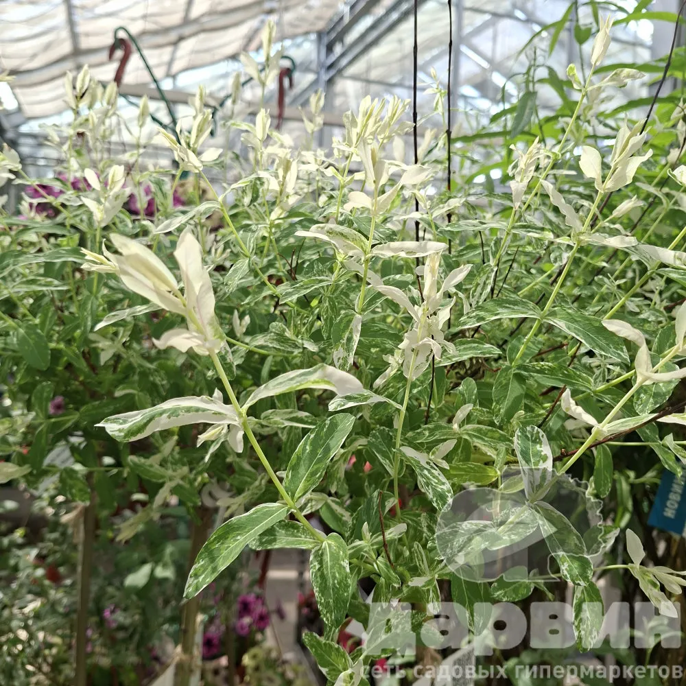 Ива цельнолистная Хакуро-нишики 120см 