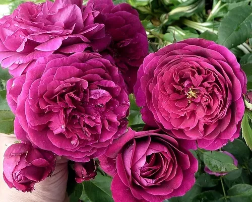 Роза английская Зе Принц v5 Lav 