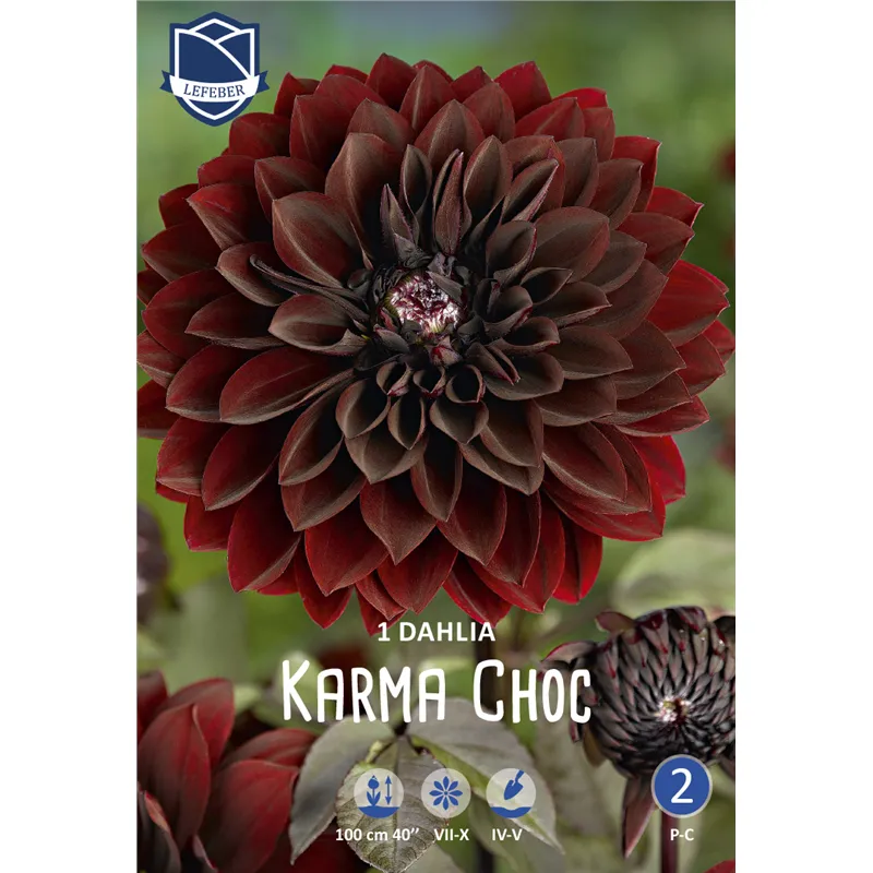 Клубень Георгина декоративного Карма Шок I 1шт 