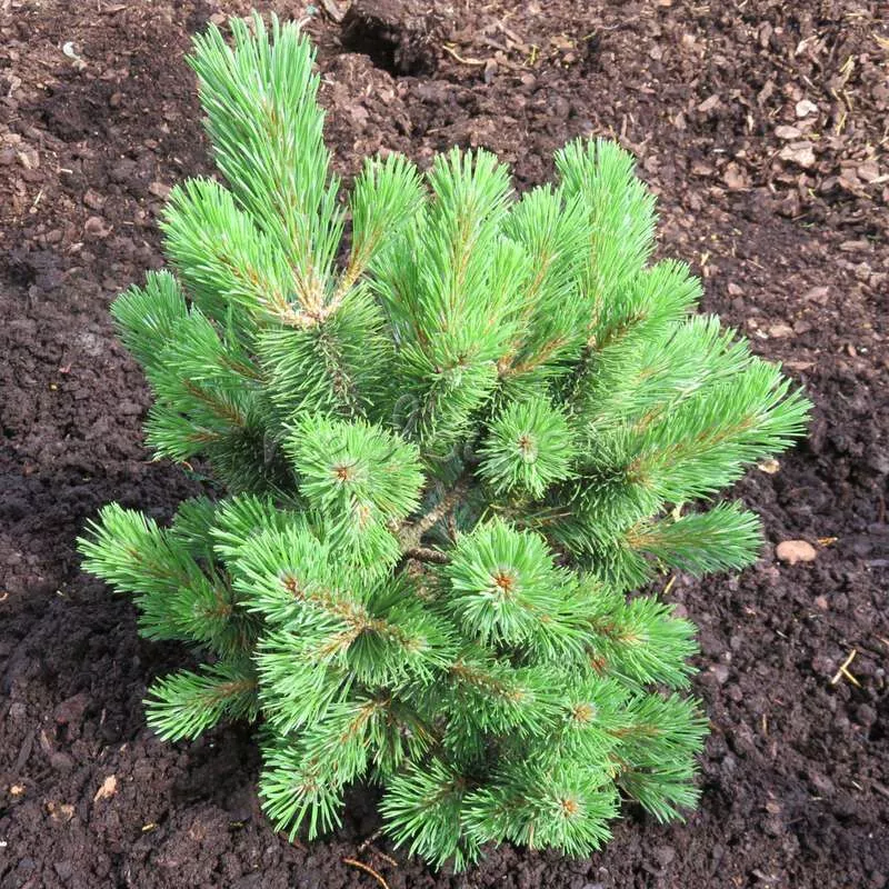 Сосна горная Мумпитц v15 30-40 Tw 