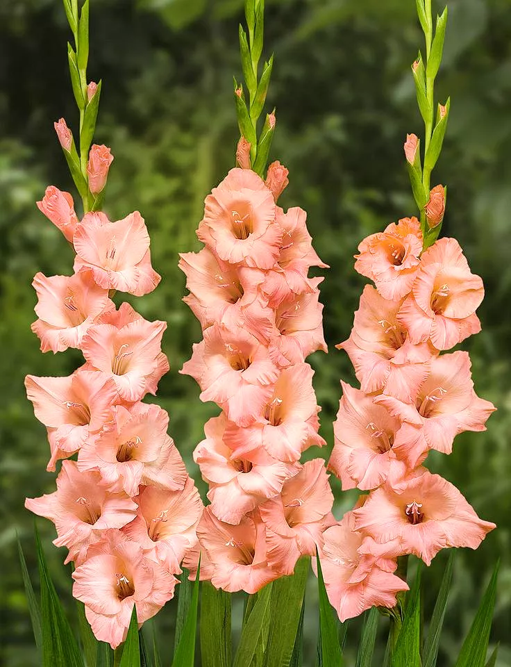 Луковица Гладиолус Джорджия Пич 12/14 10шт 