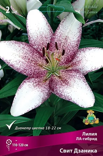 Луковица Лилия ЛА-гибрид Свит Дзаника 2шт Поиск 