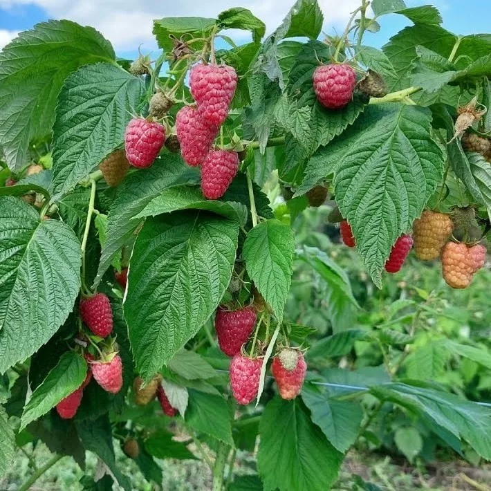 Малина ремонтантная Примальба красная v2 Tim 