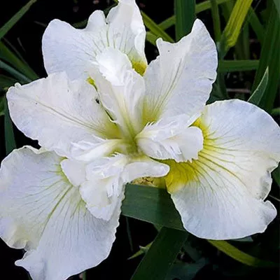 Ирис сибирский Харпсвелл Хэппинесс ,С2 ЦО 