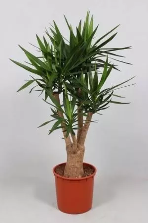 Юкка бранч d21 h80 