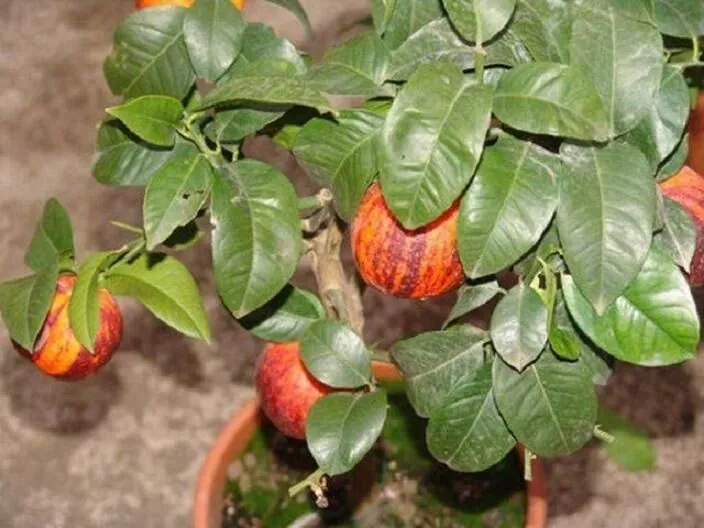 Цитрус Акробал на штамбе d19 h60 