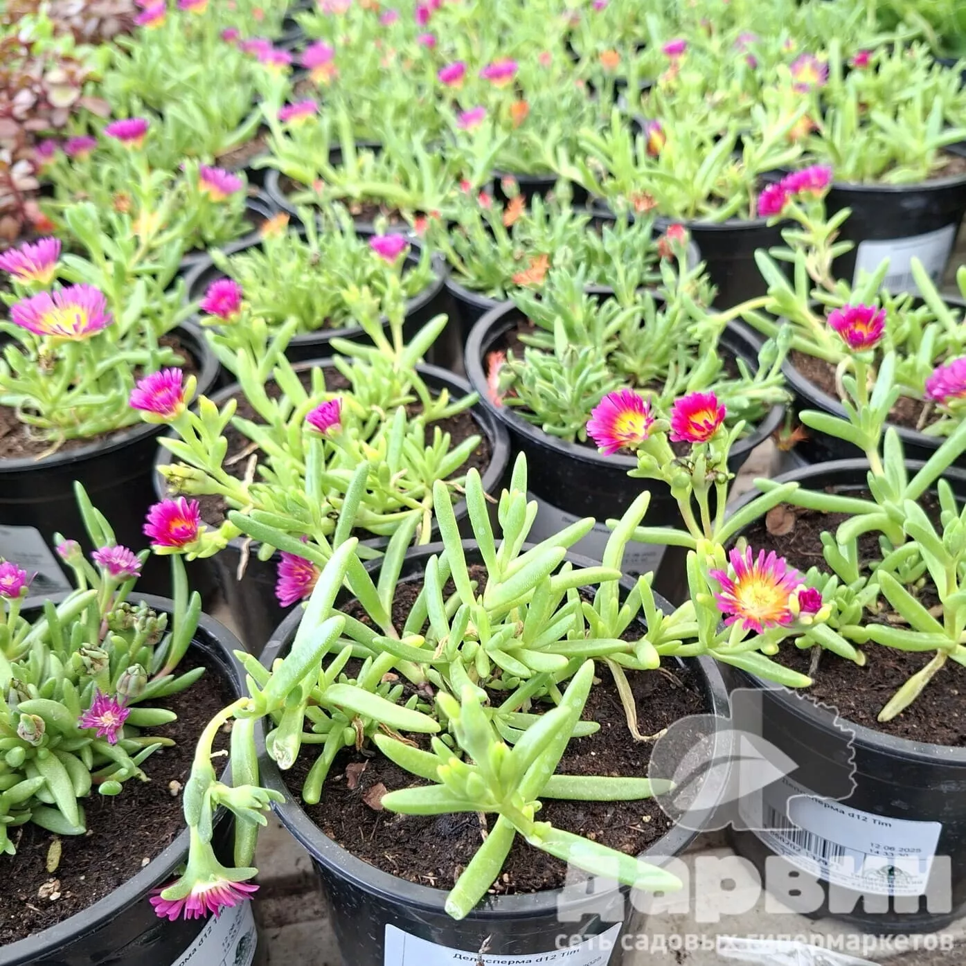 Делосперма d12 Tim 