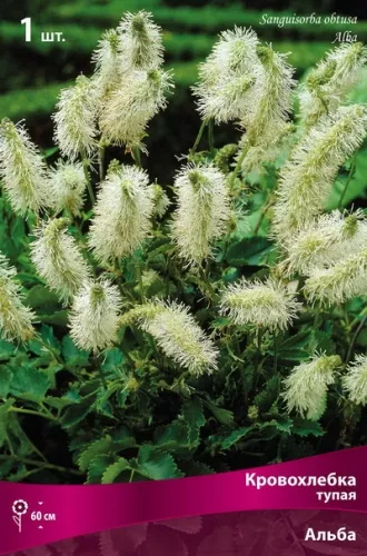 Корневище Кровохлебка тупая Альба1 шт Поиск 