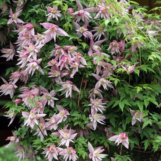 Клематис Пинк свинг, с2 CL 