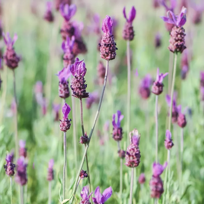 Лаванда широколистная Кастилиано v2 Lav 