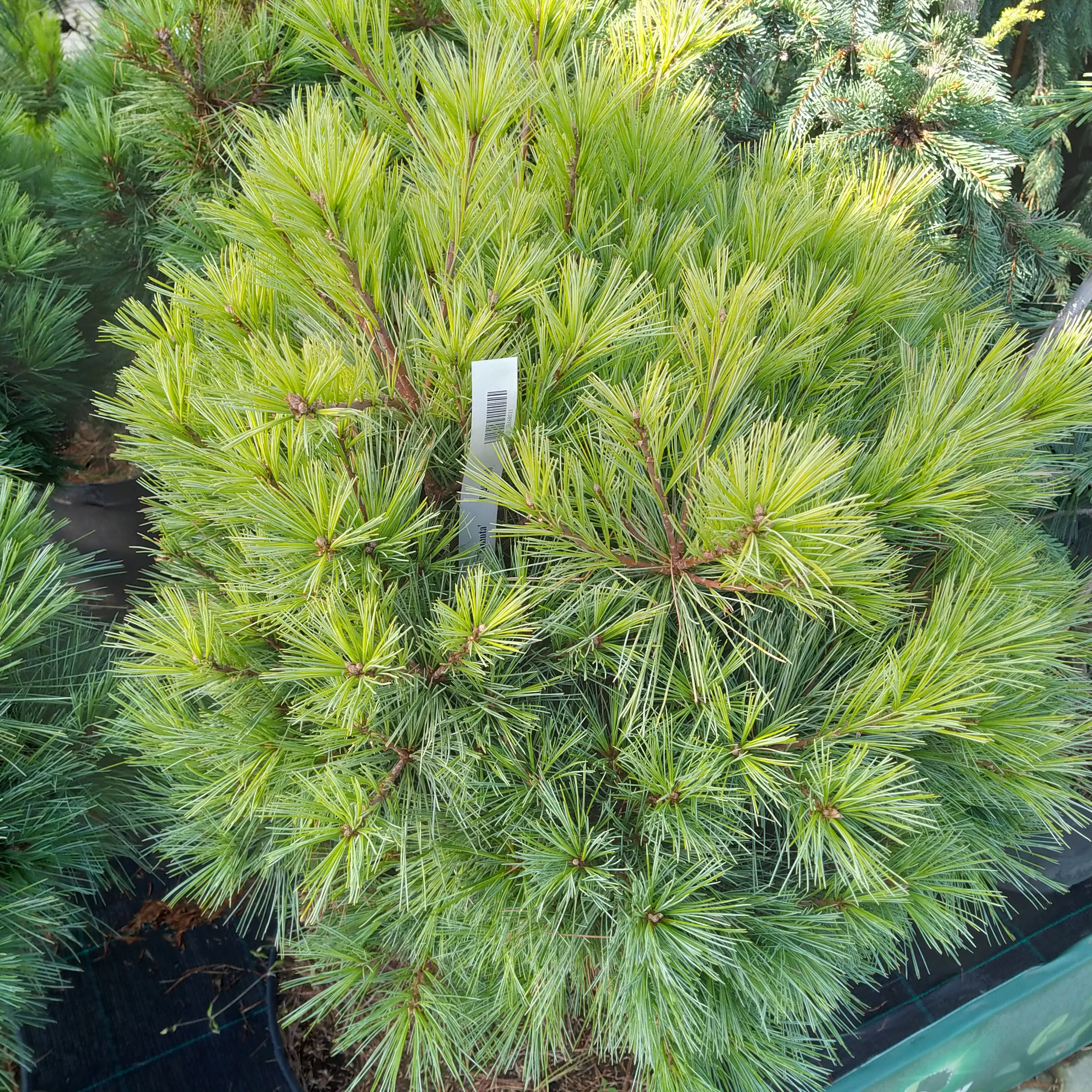 Сосна веймутова Минута на штамбе v20 30-40 UL 