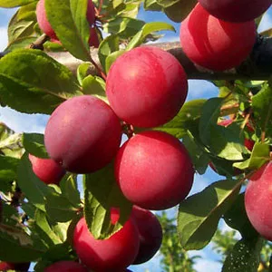 Алыча Аленушка поздн v7 120-140 Tim по цене  Алыча Аленушка поздн v7 120-140 Tim