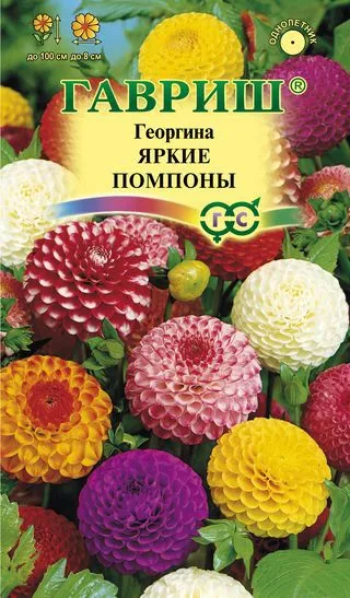 Семена Георгина Яркие помпоны 0,2 г Гавриш 