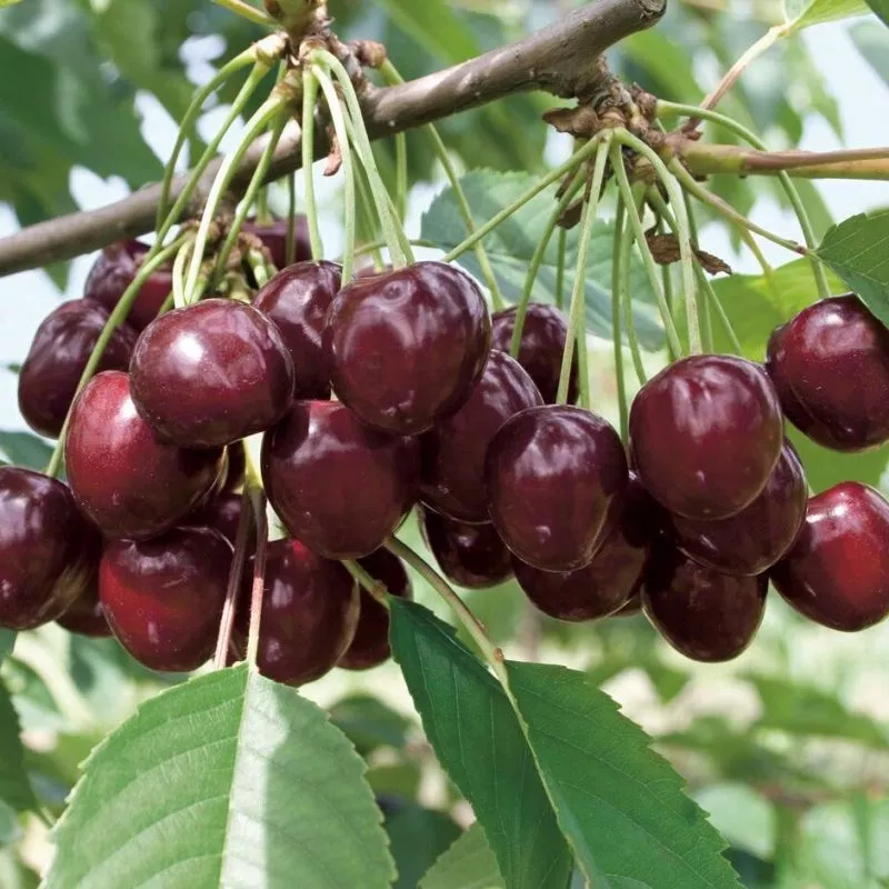 Черешня Любимица Астахова v7 100-140 Tim 