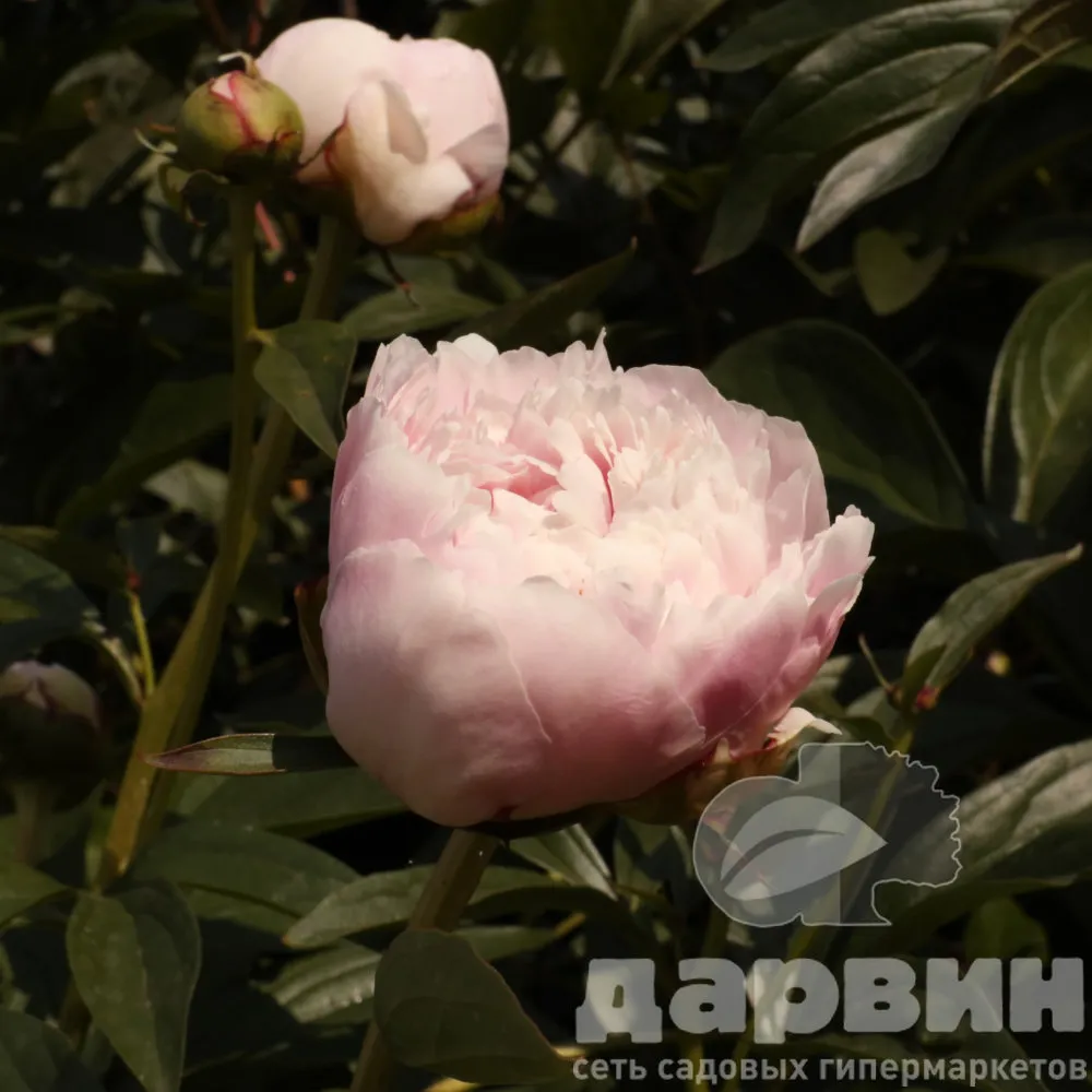 Пион Сара Бернар v15 Tim 