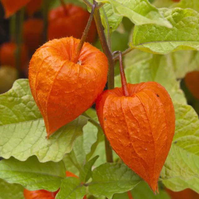 Корневище Физалис Алкекенджи 3 шт/уп 