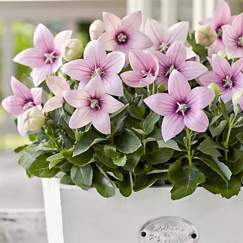 Платикодон Поп Стар Пинк d12  ХР 