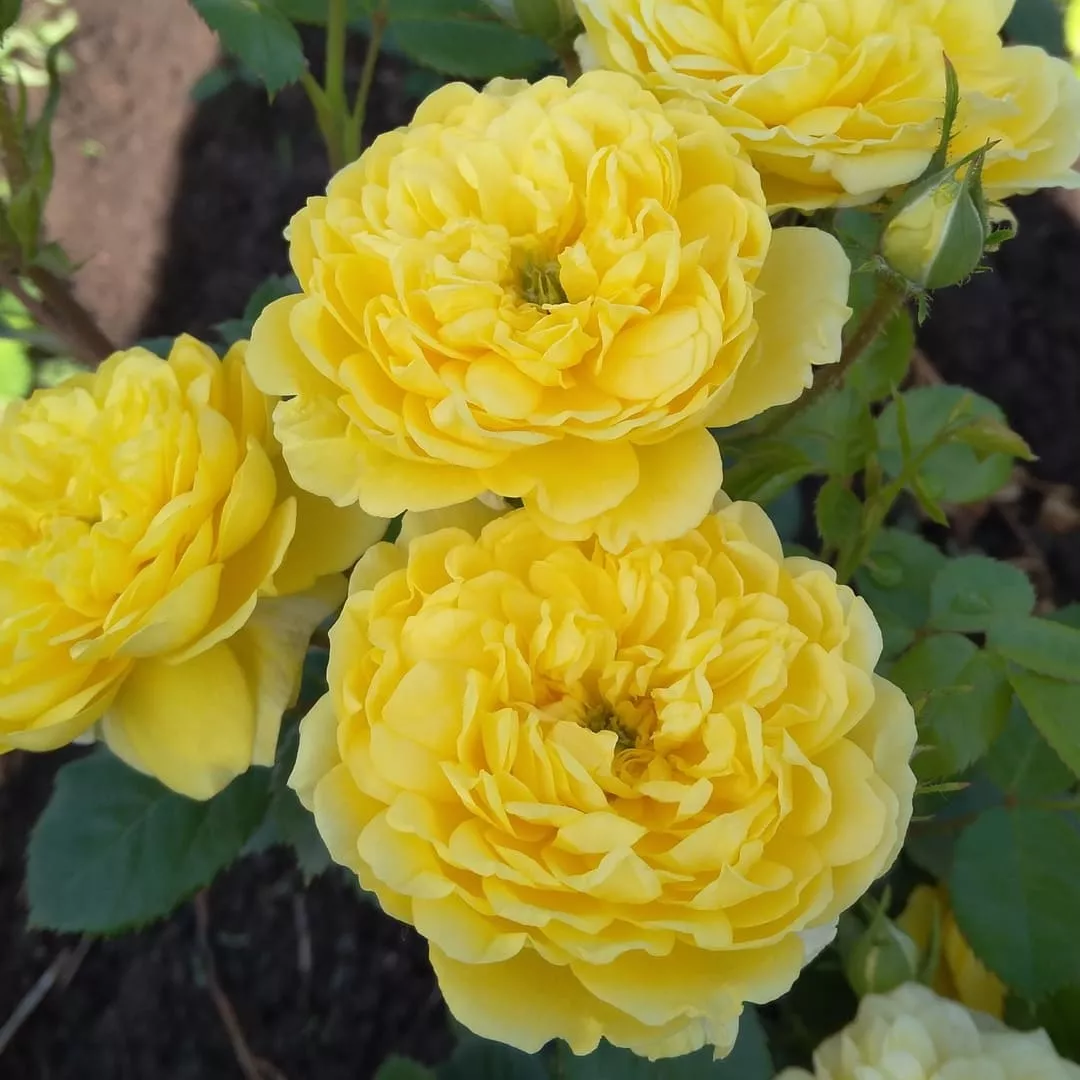 Роза английская Пилигрим v5 Lav 