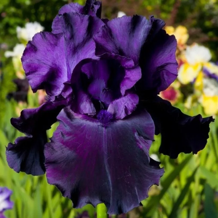 Ирис германский Блек Кнайт v2 Tim 