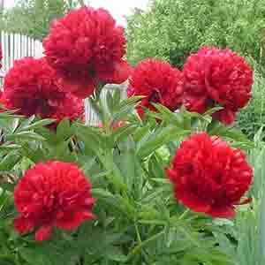 Корневище Пион молочноцветковый Ред Мэджик 1 шт Поиск 