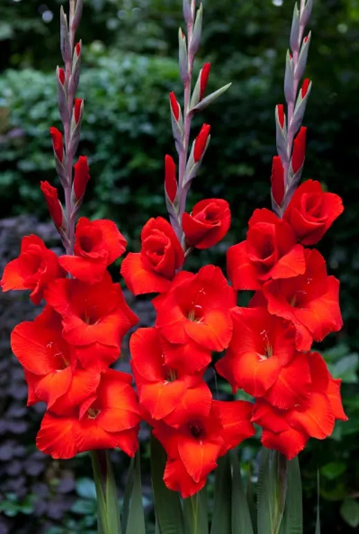 Луковица Гладиолус крупноцветковый Костелло 10/12 10шт. Поиск 