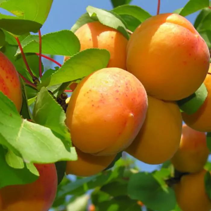 Абрикос Выносливый v 5-10 Tim 